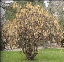 ΦΟΥΝΤΟΥΚΙΑ ΔΙΑΚΟΣΜΗΤΙΚΗ